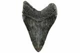 3.99" Fossil Megalodon Tooth - Polished Blade - #200823-1